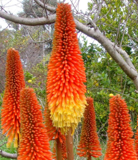 Kniphofia uvaria 'Royal Castle'